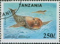 Carribean Monk Seal