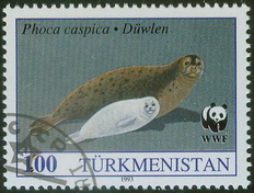 Caspian Seal