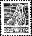 walrus.jpg